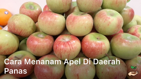 Cara Menanam Apel di Daerah Panas; cara menanam apel; cara menanam buah apel; cara menanam apel fuji dari biji; cara menanam apel dari biji; tanaman apel;