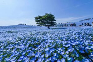 Taman Bunga Terindah di Jepang yang Membuat Terpana; taman bunga sakura terindah di jepang; taman bunga di jepang; taman bunga jepang; taman di jepang; bunga sakura yang indah; pemandangan bunga sakura; 
