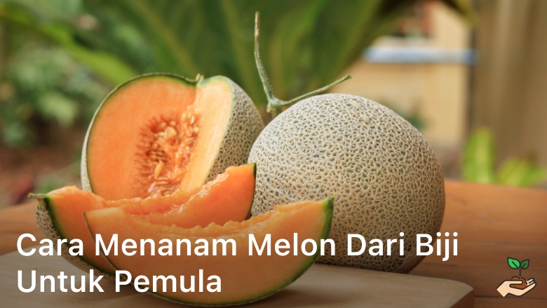 Cara Menanam Melon dari Biji untuk Pemula