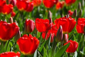 Arti Bunga Tulip Merah; bunga tulip merah artinya; makna tulip merah; 