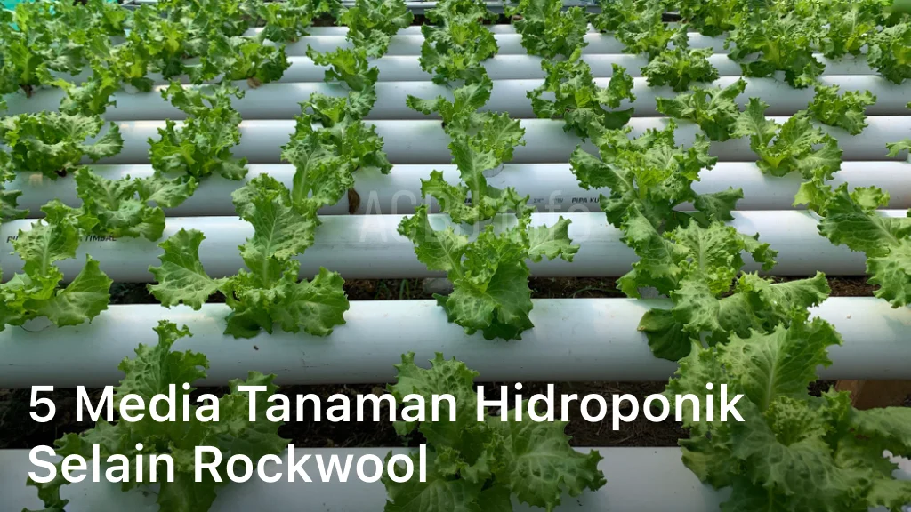 5 media tanaman hidroponik selain rockwool