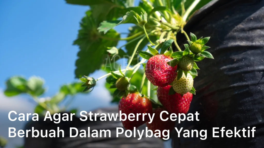 Cara Agar Strawberry Cepat Berbuah dalam Polybag yang Efektif
