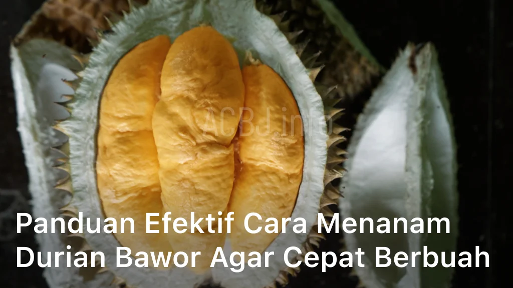 Panduan Efektif Cara Menanam Durian Bawor Agar Cepat Berbuah