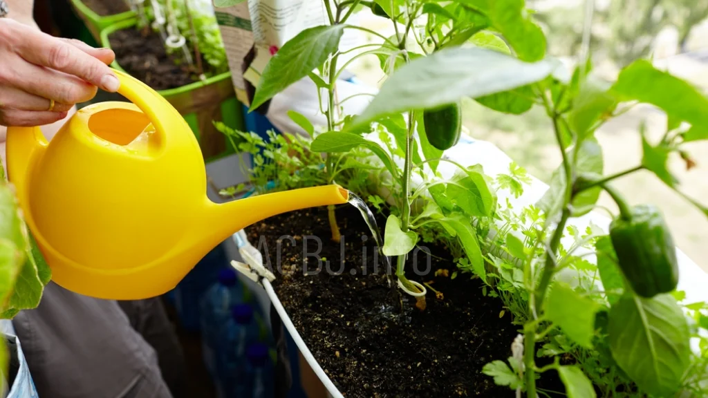 Cara Bertanam Paprika Dalam Pot