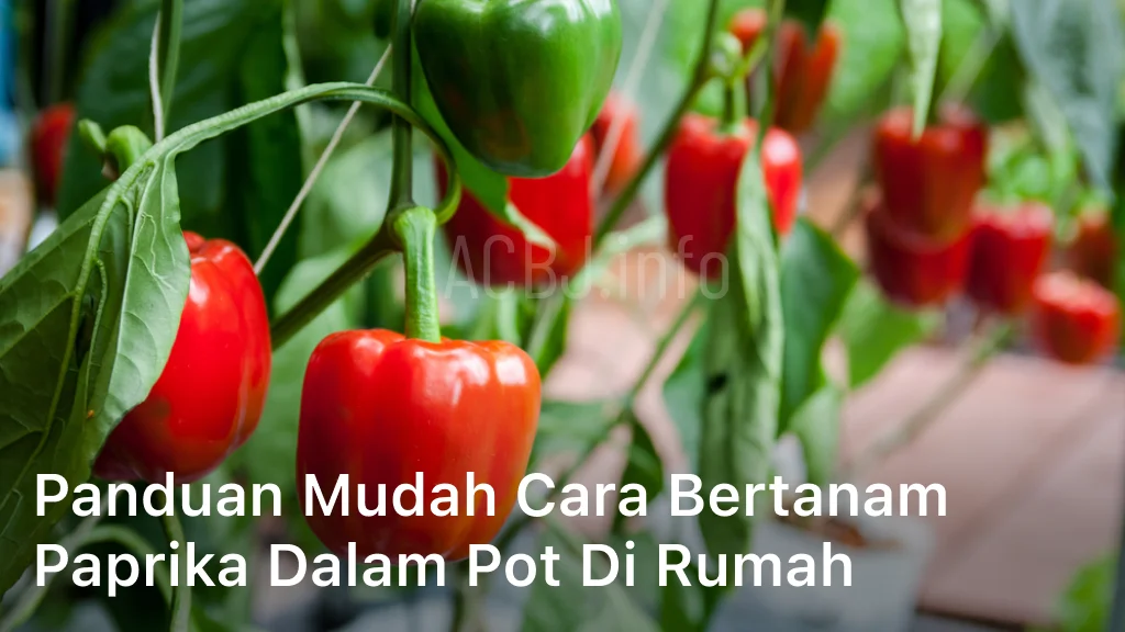 Panduan Mudah Cara Bertanam Paprika Dalam Pot di Rumah